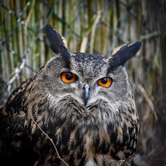 VIP prohlídka ZOO Tábor