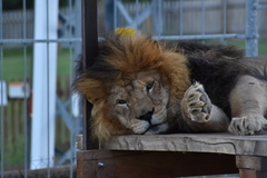 VIP prohlídka ZOO Tábor