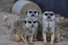 VIP prohlídka ZOO Tábor