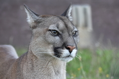 VIP prohlídka ZOO Tábor