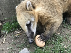 VIP prohlídka ZOO Tábor