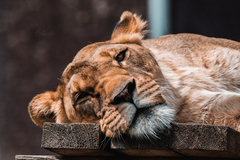 VIP prohlídka ZOO Tábor