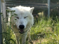 Ošetřovatelem v Zoo Tábor