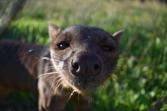 Nocování v ZOO Tábor pro 2 až 4 osoby