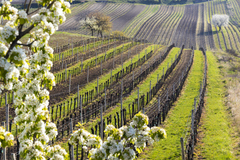 Nedaleko hotelu se nacházejí krásné vinice