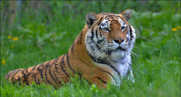 VIP vstup do ZOO Tábor – navštivte království zvířat s ošetřovatelem a nahlédněte do zvířecích výběhů